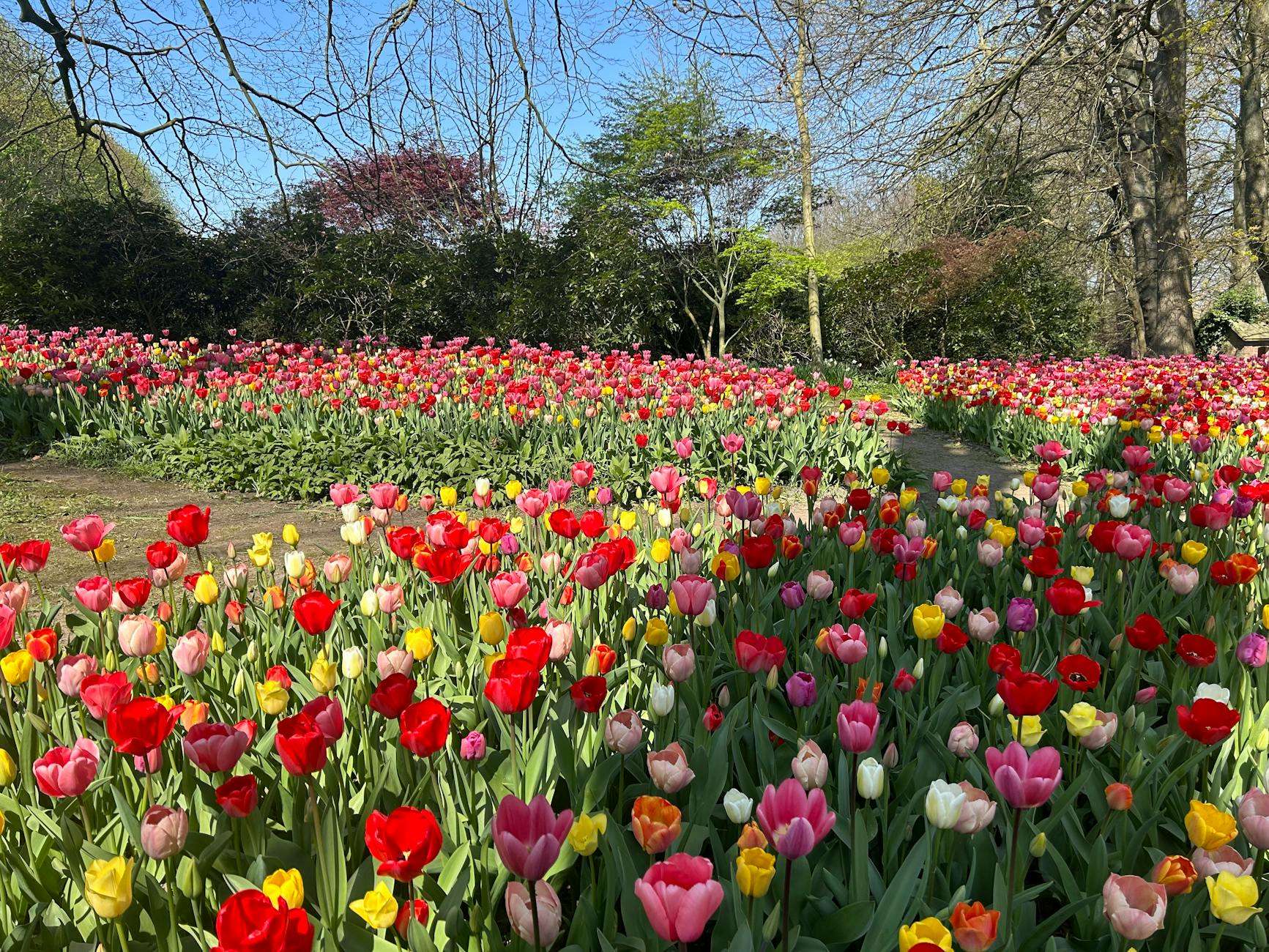 Beautiful spring flowers blooming in a Brussels park with lush green trees